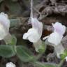Fotografia 4 da espécie Antirrhinum lopesianum do Jardim Botânico UTAD