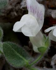 Fotografia da espécie Antirrhinum lopesianum