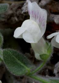 Fotografia da espécie Antirrhinum lopesianum