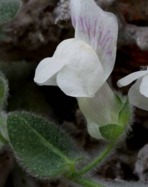 Fotografia 1 da espécie Antirrhinum lopesianum no Jardim Botânico UTAD