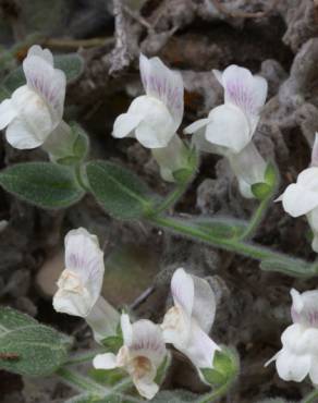 Fotografia 5 da espécie Antirrhinum lopesianum no Jardim Botânico UTAD