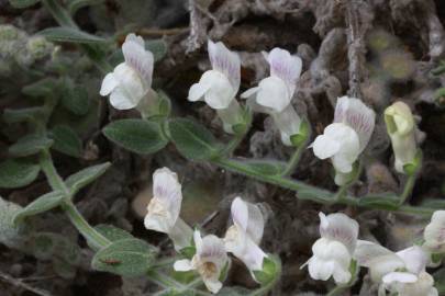 Fotografia da espécie Antirrhinum lopesianum