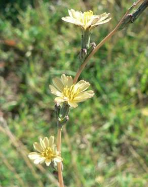 Fotografia 3 da espécie Lactuca saligna no Jardim Botânico UTAD