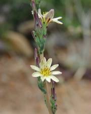 Fotografia da espécie Lactuca saligna