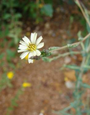 Fotografia 5 da espécie Lactuca saligna no Jardim Botânico UTAD