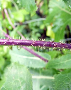 Fotografia 8 da espécie Lactuca saligna no Jardim Botânico UTAD