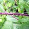 Fotografia 8 da espécie Lactuca saligna do Jardim Botânico UTAD