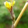 Fotografia 12 da espécie Lactuca saligna do Jardim Botânico UTAD