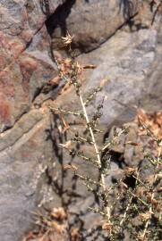 Fotografia da espécie Lactuca saligna