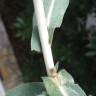 Fotografia 14 da espécie Lactuca saligna do Jardim Botânico UTAD
