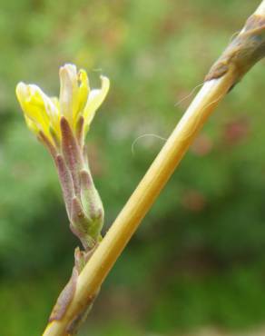 Fotografia 15 da espécie Lactuca saligna no Jardim Botânico UTAD