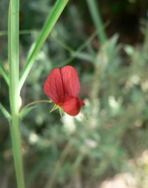 Fotografia 4 da espécie Lathyrus setifolius no Jardim Botânico UTAD