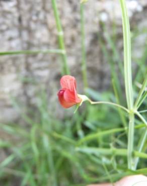 Fotografia 5 da espécie Lathyrus setifolius no Jardim Botânico UTAD