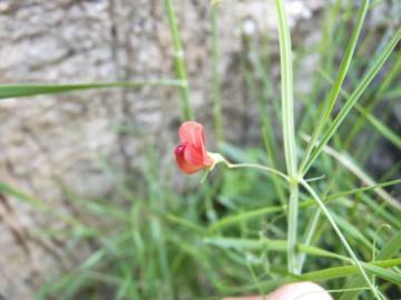 Fotografia da espécie Lathyrus setifolius