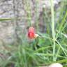 Fotografia 5 da espécie Lathyrus setifolius do Jardim Botânico UTAD