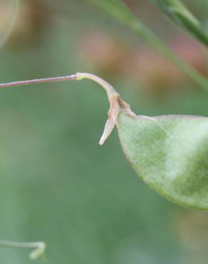 Fotografia 6 da espécie Lathyrus setifolius no Jardim Botânico UTAD