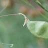 Fotografia 6 da espécie Lathyrus setifolius do Jardim Botânico UTAD