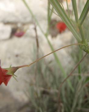 Fotografia 7 da espécie Lathyrus setifolius no Jardim Botânico UTAD