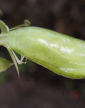 Fotografia 8 da espécie Lathyrus setifolius no Jardim Botânico UTAD