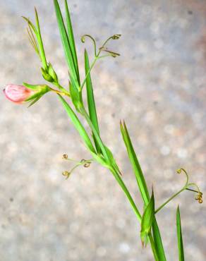 Fotografia 9 da espécie Lathyrus setifolius no Jardim Botânico UTAD