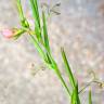 Fotografia 9 da espécie Lathyrus setifolius do Jardim Botânico UTAD