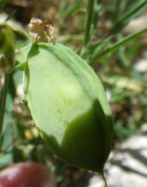 Fotografia 10 da espécie Lathyrus setifolius no Jardim Botânico UTAD