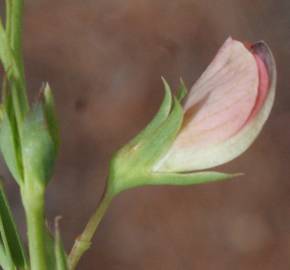 Fotografia da espécie Lathyrus setifolius
