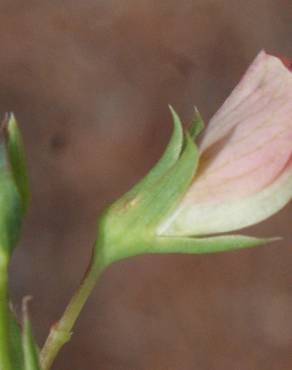 Fotografia 11 da espécie Lathyrus setifolius no Jardim Botânico UTAD