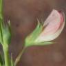 Fotografia 11 da espécie Lathyrus setifolius do Jardim Botânico UTAD