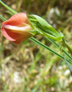 Fotografia 12 da espécie Lathyrus setifolius no Jardim Botânico UTAD