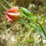 Fotografia 12 da espécie Lathyrus setifolius do Jardim Botânico UTAD