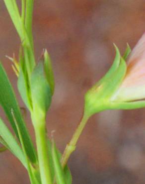 Fotografia 13 da espécie Lathyrus setifolius no Jardim Botânico UTAD