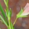 Fotografia 13 da espécie Lathyrus setifolius do Jardim Botânico UTAD