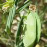 Fotografia 14 da espécie Lathyrus setifolius do Jardim Botânico UTAD