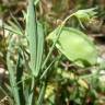 Fotografia 15 da espécie Lathyrus setifolius do Jardim Botânico UTAD