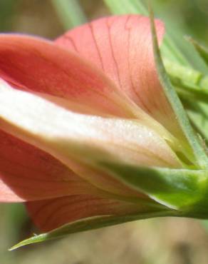 Fotografia 17 da espécie Lathyrus setifolius no Jardim Botânico UTAD