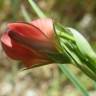 Fotografia 18 da espécie Lathyrus setifolius do Jardim Botânico UTAD