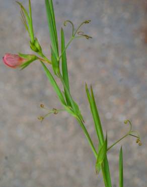 Fotografia 19 da espécie Lathyrus setifolius no Jardim Botânico UTAD