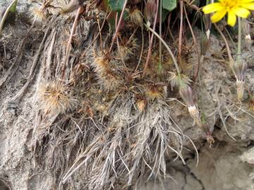 Fotografia da espécie Leontodon saxatilis