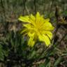 Fotografia 9 da espécie Leontodon saxatilis do Jardim Botânico UTAD