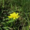 Fotografia 12 da espécie Leontodon saxatilis do Jardim Botânico UTAD