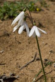 Fotografia da espécie Acis trichophylla