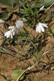 Fotografia da espécie Acis trichophylla