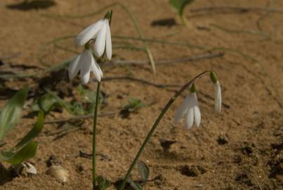 Fotografia da espécie Acis trichophylla