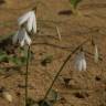 Fotografia 5 da espécie Acis trichophylla do Jardim Botânico UTAD