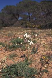 Fotografia da espécie Acis trichophylla