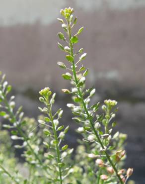 Fotografia 1 da espécie Lepidium ruderale no Jardim Botânico UTAD