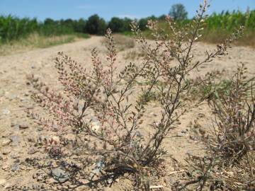 Fotografia da espécie Lepidium ruderale