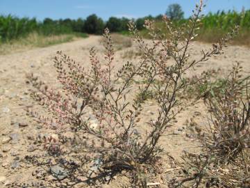 Fotografia da espécie Lepidium ruderale