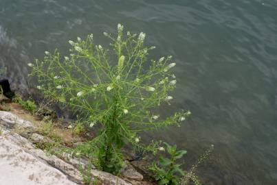 Fotografia da espécie Lepidium ruderale